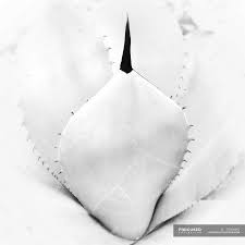 Download 135,883 cactus images and stock photos. Close Up Of High Key Cactus Beauty Growth Stock Photo 193306882