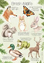 British Wildlife Art Print Animal Lover Id Chart By Lauren