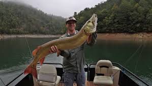 Lykins reeled in 50 1/2 inch, 55.13 lb behemoth that has withstood the test of time. 52 Inch Muskie Caught On Fontana Lake Plastic Bags Recycled At Ingles