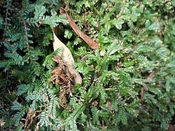 Image result for Selaginella auquieri