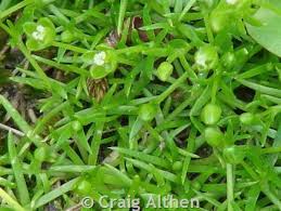 Image result for Oenanthe procumbens