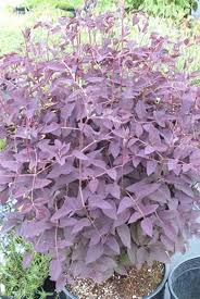 Maybe you would like to learn more about one of these? Edelweiss Perennials Clematis Recta Midnight Masquerade