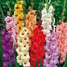 Urban Farmer Seeds Plants And Garden Supplies Gladiolus Flower Spring Flowering Bulbs Bulb Flowers