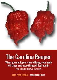 Grow One Of The Hottest Peppers On The Planet The Carolina Reaper Www Sandiaseed Com Products Reaper Stuffed Peppers Stuffed Hot Peppers Homemade Seasonings