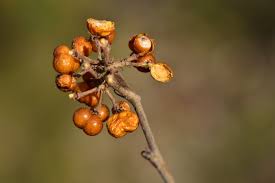 Image result for Grewia mildbraedii