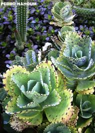 Kalanchoe Marmorata Botanica Pop 2011 Succulents