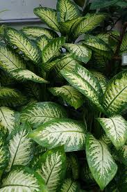 Dieffenbachia Tropic Snow Dieffenbachia Houseplant Cool Plants Evergreen Plants
