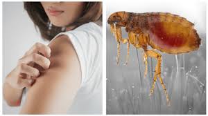 If not you have bed bugs. Flea Bite Identification Treatment Flea Removal Options