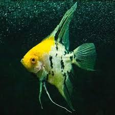 Black And Yellow Fish Freshwater Yellowhead Angelfish Pterophyllum Scalare Cichlid In 2020 Angel Fish Live Aquarium Fish Live Freshwater Fish