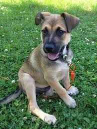 We did not find results for: Rhodesian Ridgeback German Shephard At 3 Months Imgur