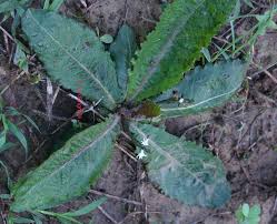 Image result for Elytraria