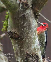 Birds With Redheads In Ohio Red Headed Sapsucker C Judycline Birds Washington State Animals