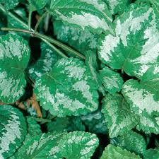Image result for Lamium galeobdolon