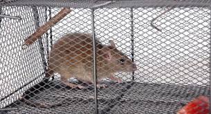 Call us today and get $30 off on your initial service. Termite And Rodent Control New Braunfels Tx All Service