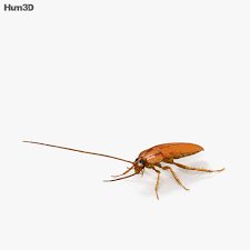 Ok, so we know how to draw a dragon head from one side. Cockroach Hd 3d Model Animals On Hum3d