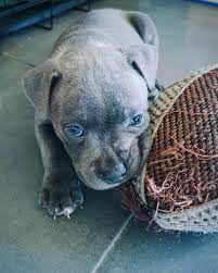 Dog Breeders Near Me Find A Breeder Near Me Today Vip Puppies Dog Breeder American Staffordshire Terrier Puppies Puppies