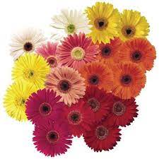 Pin On Flowers