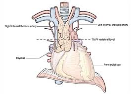 Image result for Thymus