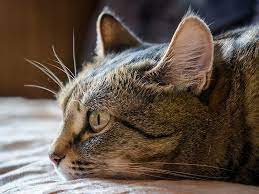 Wenn nur das fehlen von kot in der katzentoilette beziehungsweise die situation, dass die katze die toilette nicht besucht, beobachtet wird, dann kann auch eine psychische ursache infrage kommen. Verstopfung Bei Der Katze Symptome Und Behandlung