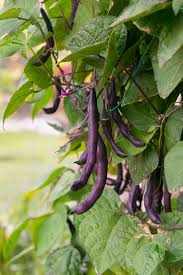 Check spelling or type a new query. Bush Bean Varieties Growing Royalty Purple Pod Beans In The Garden