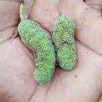 Image result for Milicia excelsa