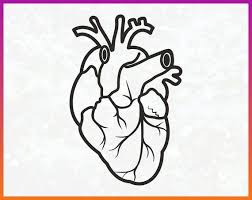 This Item Is Unavailable Anatomical Heart Human Heart Heart Art