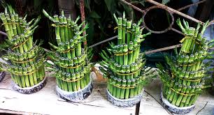 Hasil gambar untuk bambu hoki