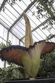 Titan Arum Amorphophallus Titanum Royal Botanical Gardens Kew Titan Arum Amorphophallus Titanum Botanical Gardens