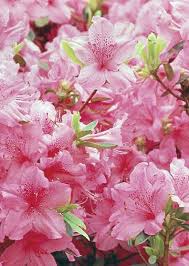 Rhododendrons Are Prized For Their Glossy Green Foliage And Showy Clusters Of Blooms Rhododendron Azalea Color Pink Garden