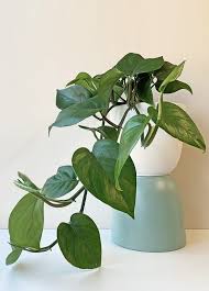 It is also called devil's vine or devil's ivy because it is almost impossible to kill and it stays green even when kept in the dark. 9 Types Of Money Plant Pothos Plant Varieties In India India Gardening
