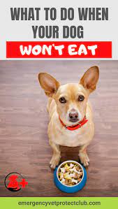 What To Do When Your Dog Won T Eat Your Dog Dog Nutrition Dog Health Tips