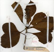 Image result for Hymenodictyon