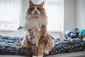 Counters, tables and the tops of cabinets are an ideal place to survey territory, and they provide protection felines might also be drawn to kitchen counters because they've learned that they're good places to find tasty crumbs. How To Keep Cats Off Furniture Proven Tips From The Humane Society