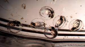 Zebra Danio Fish Eggs Hatching Under A Microscope Water Bacteria Swimming Youtube