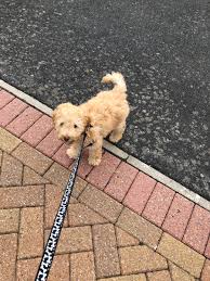 I'm crying a lot and just still in disbelief. Teddy The Cockapoo On Twitter Had My First Ever Walk Yesterday It Was A Very Slow One All I Wanted To Do Was Sniff Everything I Came Across I Was Also Scared