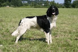 Image result for Velký münsterlandský ohař