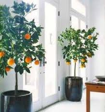 Out of these 10 popular indoor trees beloved by botanists and decorators alike, at least one will fit the bill. Fruit Trees Inside The Home Garden Outdoor Lifestyle