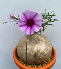 Image result for Ipomoea bolusiana