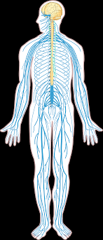 Central nervous system the human brain (which weighs only about 3 pounds, or 1,300 kilograms) is estimated to contain over one hundred billion neurons. Download Hd Open Nervous System Diagram Without Labels Transparent Png Image Nicepng Com