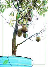 Cara menanam durian dengan tepat sebagai berikut, ini dia cara menentukan bibit durian montong dan memilih buah durian motong yang matang. Dispertan Bantenprov Go Id Teknik Menanam Tanaman Buah Durian Dalam Pot