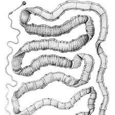 Chez l'enfant et l'adulte : Ver Solitaire Tenia Symptomes Contamination Comment L Enlever