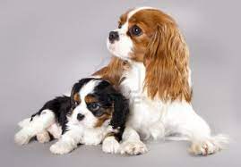 Cavalier King Charles Spaniel Puppies King Charles Cavalier Spaniel Puppy Cavalier King Charles Spaniel Tricolor Cavalier King Charles Dog