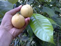 Download khasiat manfaat buah pala app directly without a google account, no registration, no our system stores khasiat manfaat buah pala apk older versions, trial versions, vip versions, you can. 7 Manfaat Buah Pala Untuk Kesehatan Dan Cara Mengonsumsinya Bukareview