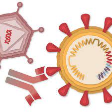 Maybe you would like to learn more about one of these? How The Oxford Astrazeneca Covid 19 Vaccine Works The New York Times