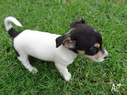 Miniature fox terrier's origin, price, personality, life span, health, grooming, shedding collection of all the general dog breed info about miniature fox terrier so you can get to know the breed more. Mini Fox Terrier Pups One Male Three Females For Sale In Nelson New South Wales Classified Australialisted Com