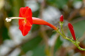 Image result for Ipomoea hederifolia