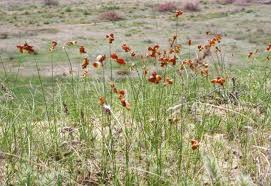 Image result for Zygophyllum leucocladum