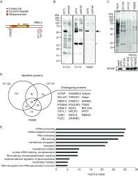 Just a test of trying to test different angles with the webcam, next one will be closer to my mouse since people think i hold down the. Immunopurification Of The Wtap Binding Proteins Using Three Anti Wtap Download Scientific Diagram