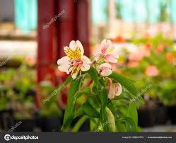 Image result for Alstroemeria pulchella