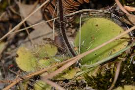 Image result for Holothrix villosa